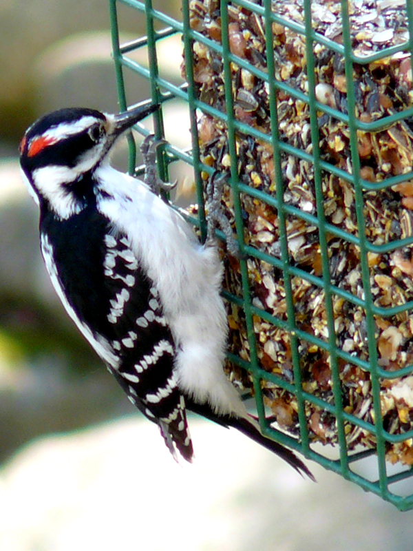 SNAPSHOT - Cold woodpecker takes advantage of food in backyard feeder