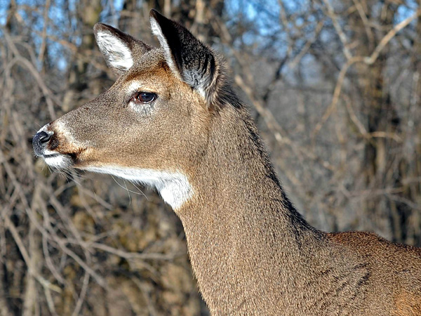 SNAPSHOT - Deer spotted on the outskirts of Cornwall