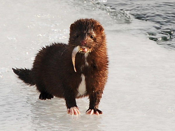 SNAPSHOT - A different kind of ice fisherman