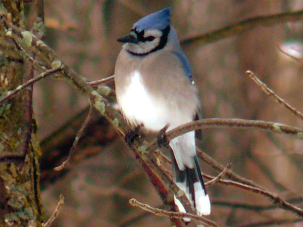 SNAPSHOT - This Blue Jay waited for his friends to leave the feeder