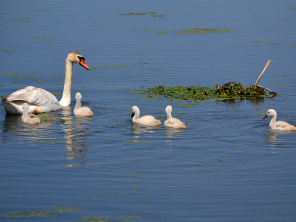 SNAPSHOT - Swans and turtles out enjoying the sunshine