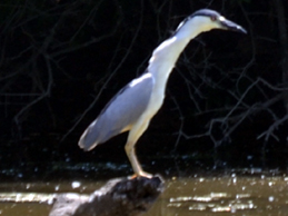 SNAPSHOT - Black Crowned Night Heron at Lake Erie Country Club