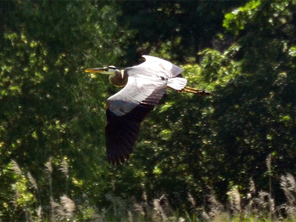 SNAPSHOT - Large Heron takes flight