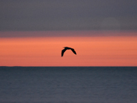 SNAPSHOT - Flying Blue Heron at sunset on Lake St. Clair