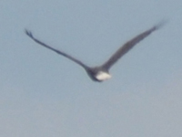 SNAPSHOT - Bald Eagle in Stoney Point