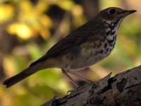 SNAPSHOT - Bird watching at Tremblay Beach Conservation Area