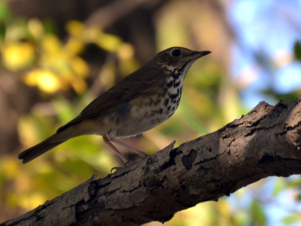 SNAPSHOT - Bird watching at Tremblay Beach Conservation Area