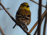 SNAPSHOT - Black Throated Green Warbler on Ganatchio Trail