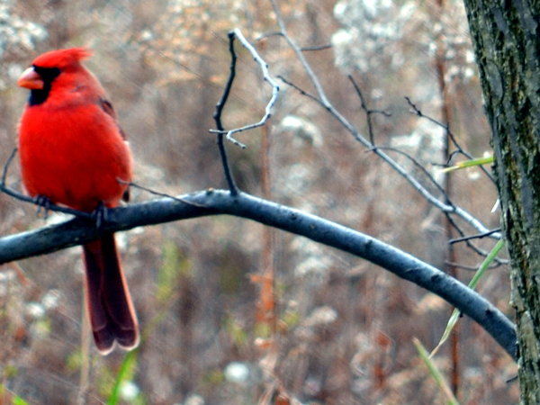 SNAPSHOT - Northern Cardinal next to the WFCU Centre