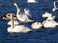 SNAPSHOT - Swans everywhere the eye can see