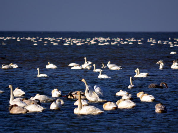 SNAPSHOT - Swans everywhere the eye can see