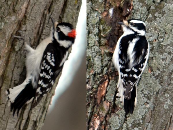 Eggs, prosciutto and Downy Woodpeckers!