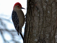 SNAPSHOT - Red-Bellied Woodpecker comes for a visit