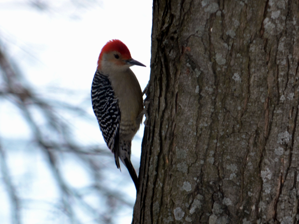 SNAPSHOT - Red-Bellied Woodpecker comes for a visit