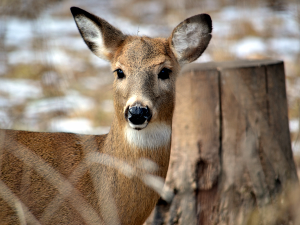 SNAPSHOT - Oh Deer, Happy Valentine’s Day