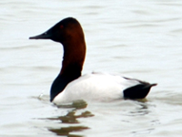 SNAPSHOT - Happy Easter from the shores of Lake St. Clair