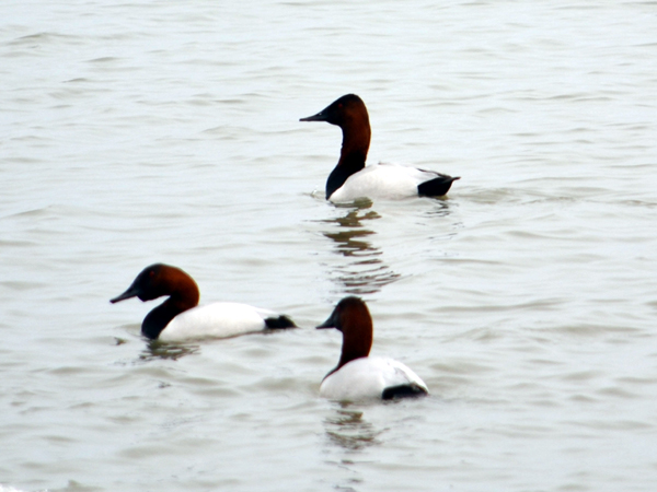 SNAPSHOT - Happy Easter from the shores of Lake St. Clair