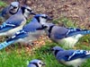 SNAPSHOT - Blue Jays, too many men on the field