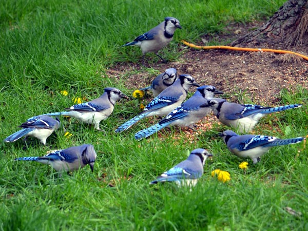 SNAPSHOT - Blue Jays, too many men on the field