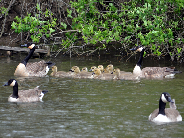 SNAPSHOT - Happy Mother