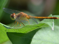 SNAPSHOT - Fairies Frolicking in our Yard