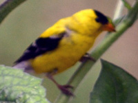 SNAPSHOT - American Goldfinch in the garden