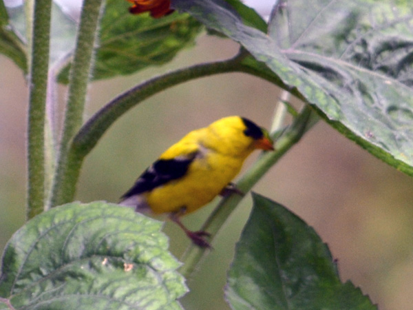 SNAPSHOT - American Goldfinch in the garden