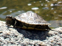 SNAPSHOT - Turtles sunning on Lake St. Clair