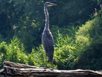 SNAPSHOT - Egrets, Herons and our kayaks