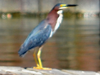 SNAPSHOT - Green Heron on the dock