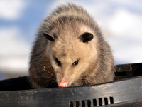 SNAPSHOT - Playing possum in Stoney Point