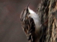 SNAPSHOT - Brown Creeper near Lake St. Clair