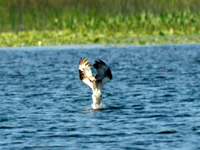 SNAPSHOT - Diving Osprey