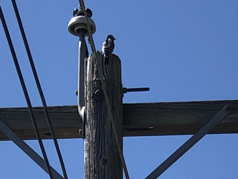 SNAPSHOT - Woodpecker is a regular visitor in Stoney Point