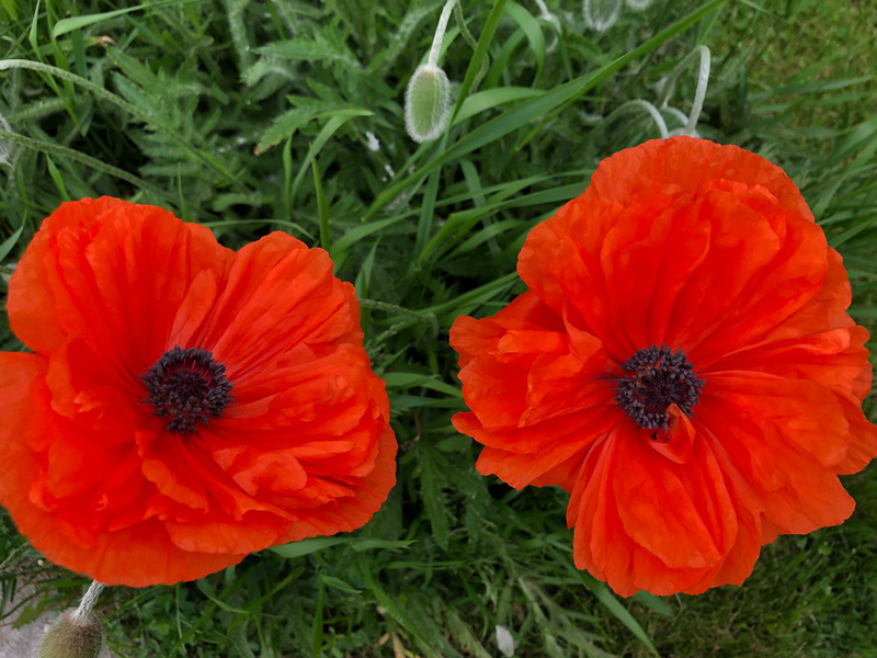 SNAPSHOT - Gorgeous Poppies