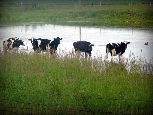 These cows know how to beat the heat!