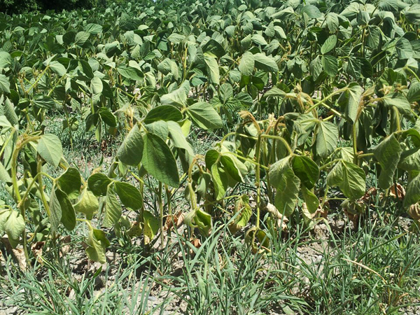 Rain needed to salvage local crops