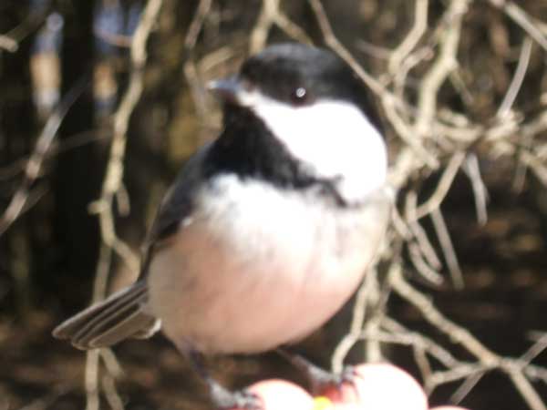 SNAPSHOT - Winter afternoon at the Bird Sanctuary