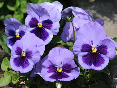 Pansies