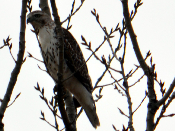 SNAPSHOT - Hawk spotted during our walk on Ganatchio Trail