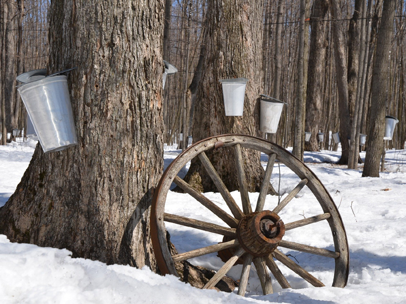 Traditional Fun at the Sugar Bush