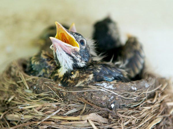 SNAPSHOT - Baby Robin awaits mother