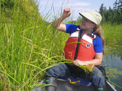 Volunteers Sought For SNC Wild Rice Restoration