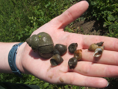 South nation urges residents to keep tires, snails out of river